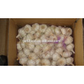 garlic box 10kg